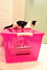Caixa De Areia Grande Para Gatos The Ultimate Pipi Box Banheirinho Para Gatos Economico E Eficiente Caixas Para Gatos Caixa De Areia Para Gato Arranhador Para Gatos