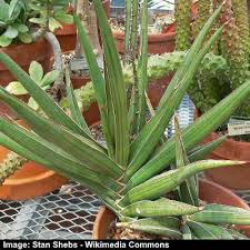 Bibliothek bogenhanf, sansevieria, sansewerie, blühende sansevierien. 19 Types Of Snake Plants Sansevieria Varieties With Care And Growing Tips