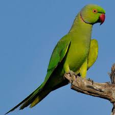 Psittaculidae Systematic Classification Oiseaux Net Birds