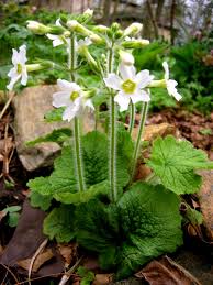 White, yellow, orange, red, blue, pink, purple flowers. Primrose Carolyn S Shade Gardens