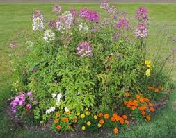 Image result for Cleome