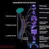 Doctor of humanistic depth psychology master zen depth neurology diagram. Https Encrypted Tbn0 Gstatic Com Images Q Tbn And9gctelrxuyipxzps7xgnroptdmng5g6mokytvyzirdze49 Fub4oe Usqp Cau