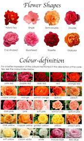Different Shapes And Colors Of Roses Orange Salmon Flower Shape Types Of Flowers
