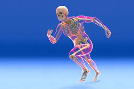 Before you begin to study the different structures and functions of the human body, it is helpful to consider its basic architecture; Skeletal System Function And Components
