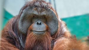 Orangutans are the largest primates in asia. Orangutan Outreach