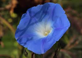 Image result for Ipomoea trinervia