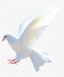 Pigeon Png Images Free Pigeon Png Pictures Download Picsart Kabutar Png Transparent Simple Background Images Pink Background Images Light Background Images