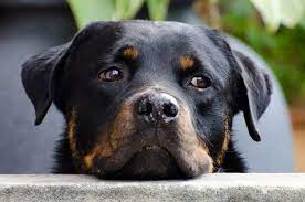 Rottweiler Health Issues And Problems Canna Pet
