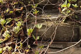 Image result for Rhoicissus digitata