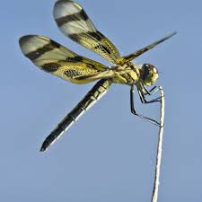 Image result for Pteleopsis anisoptera