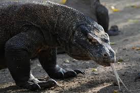 · 1 rating · 0 reviews · 1 distinct work. A 83 Ans Elle Repousse Un Varan De Komodo D Un Coup De Pied La Presse
