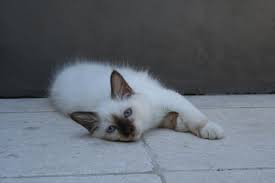 My Chocolate Point Birman Jinx Baby Cats Cat Anatomy Cat Aesthetic