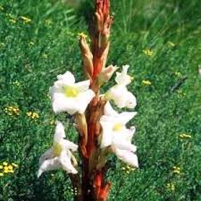 Image result for Harveya