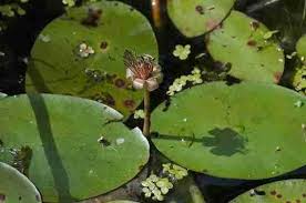 Image result for Cabombaceae