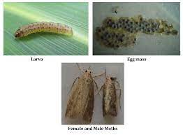 * all insect pest sections link to separate section pages, with a link at the top to return to this page. Pest Management Icar Indian Institute Of Maize Research