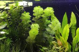 カボンバ 金魚藻 金魚水槽 メダカ水槽の定番の水草 水草動画ブログ