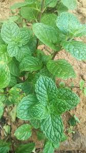 Image result for Mentha spicata