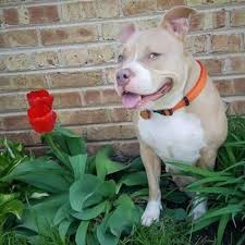 The american pit bull terrier is loyal, tough on itself, and tenacious. Lowell In American Staffordshire Terrier Meet Pepper Potts A Dog For Adoption Dog Adoption Pets Staffordshire Terrier Mix