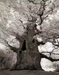 她花了14年時間拍遍全球最古老的樹 有的已經4000歲了 每日頭條 古い木 庭作りのアイデア 美しい風景