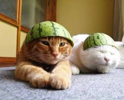 12 Hilariously Upset Cats In Fruit Helmets Cats Product Launch Android Apps