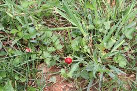 Outdoors after frost / indoors weeks before last frostplant height: Indian Mock Strawberry Mizzou Weedid