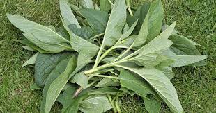 A word of warning, however: How To Make And Use Comfrey Tea Fertilizer Gardener S Path
