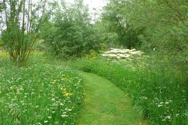 Fennel And Fern Blog Stillingfleet Cottage Garden Meadow Garden Wild Flower Meadow