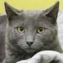 Domestic Shorthair Cats and Kittens for Sale Classifieds