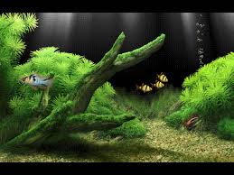 Download Full Hd 3d Aquarium Wallpapers Gambar Bergerak Gambar Photoshop
