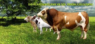 Sigirlarda Besleme Ve Dol Verimliligi Iliskisi Toplantisi Yapildi