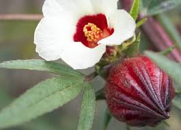 Image result for Hibiscus rhabdotospermus