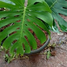 Jual Tanaman Hias Monstera King Monstera King Kab Bogor Rendy Store Global Tokopedia