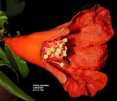 Image result for Punicaceae