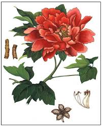White Peony Red Peony And Moutan Three Chinese Herbs Derived From Paeonia Peony Illustration Red Peonies Peonies