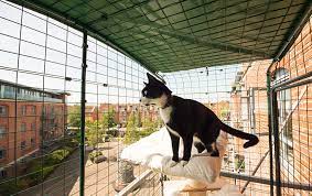 We did not find results for: Cat Balcony Enclosure The Ultimate Urban Cat Run