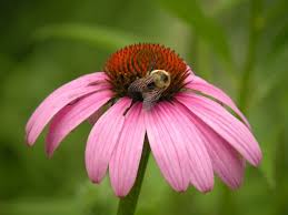 Stop searching what plants attract bees on the internet. 17 Best Flowers That Attract Bees Birds And Blooms