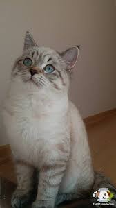 satilik scottish fold panosundaki pin