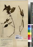 Image result for Brachystephanus