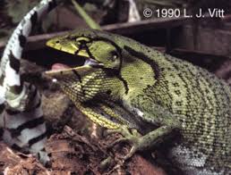 Image result for Polychrus liogaster