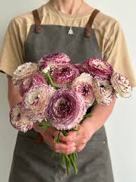 Image result for Ranunculus stagnalis