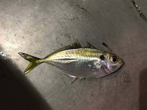 Razorbelly Trevally (Alepes kleinii) · iNaturalist