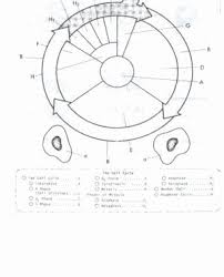 Cell Division Worksheet Answers Inspirational Cell Division And Mitosis Worksheet Answers Worksheet Color Worksheets Cell Cycle Kids Worksheets Printables