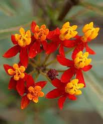 Pin On Seasonal Flower Images