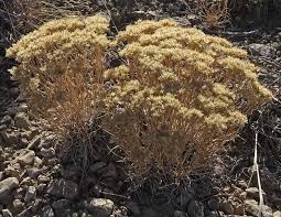 Image result for Psychotria pumila