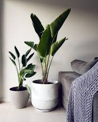Giant Bird Of Paradise Plant Varieties Bird Of Paradise Strelitzia Reginae Giant Bird Of Paradise Strelitzia Nicolai In The Living Room Kamerplanten Ideeen Woonkamerplanten Binnenplanten