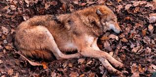 They roam as much as 12 miles per day, looking for food. Wolf Drei Illegale Abschusse In Sachsen Anhalt Jagderleben De