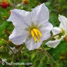 Image result for Solanum sisymbriifolium