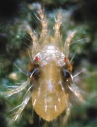 Image result for spotted spider mite