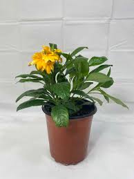 Image result for Crossandra