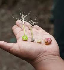 Process Of Coffee Bean Coffee Plant Growing Coffee Organic Container Gardening
